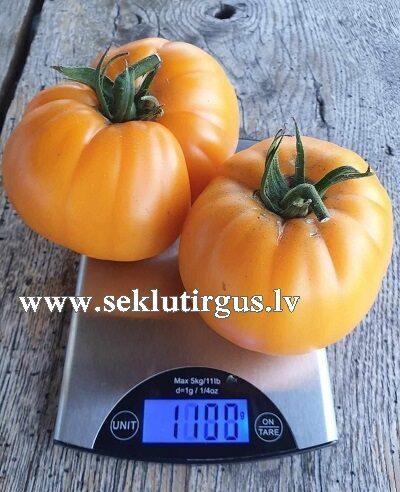 Tomāti MONTEORANGE (EST 18200) F1 250 gab Fito Semillas